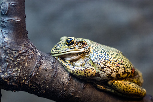 Beautiful green frog on a branch, macro photo.