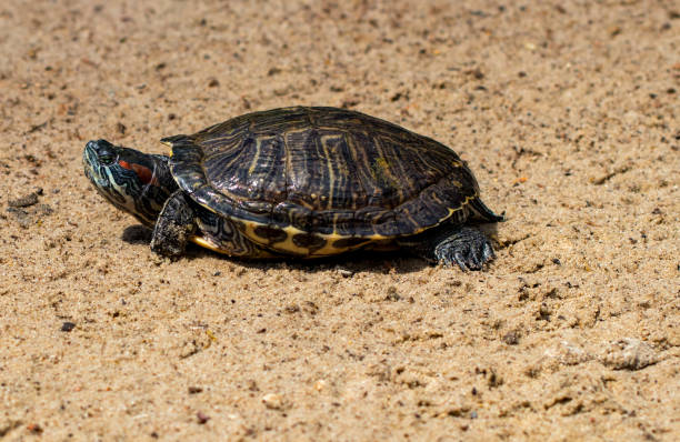 istock Portrait beautiful turtle on the sand close - up 989707950