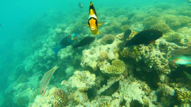 pez del mar rojo. peces de colores nadan sobre los corales - imperial angelfish fotografías e imágenes de stock