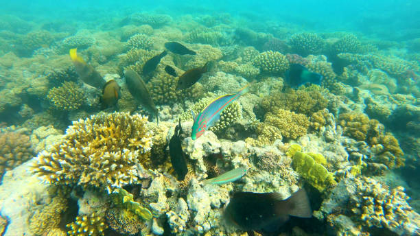 pez del mar rojo. peces de colores nadan sobre los corales - imperial angelfish fotografías e imágenes de stock