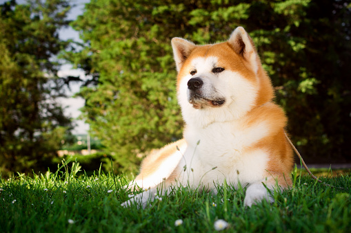 Akita dog is lying down in grass in the park in nature.