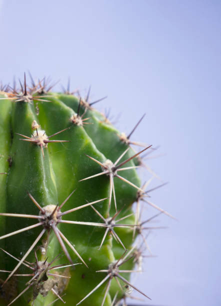 istock Close Up of A Spiky Cactus Plant with Plain Background 989714220
