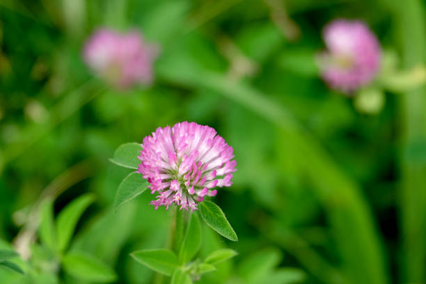 istock Red Clover Flower in Bloom 989721600