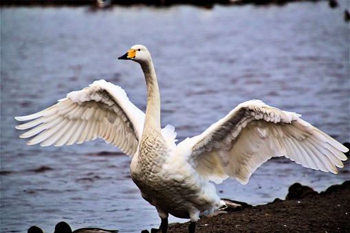 A Picture Of A Whooper Swan Flapping Its Wings Stock Photo - Download ...