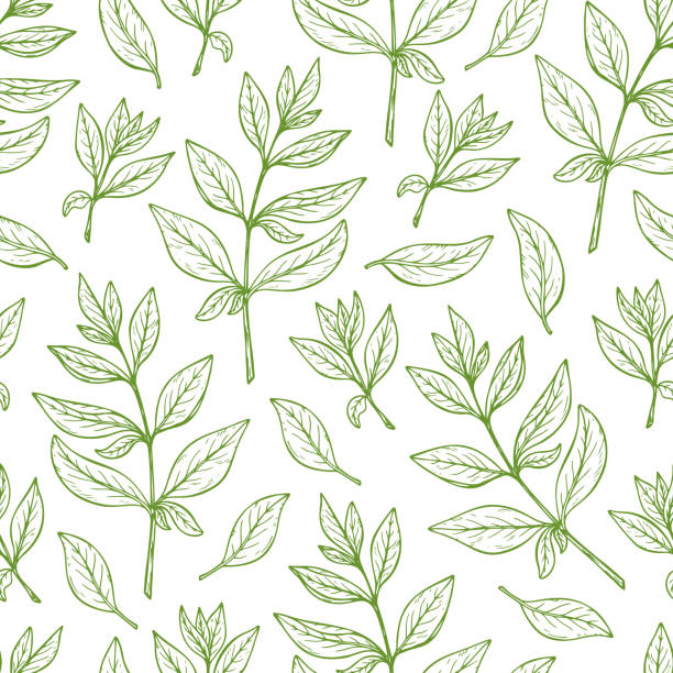 illustrazioni stock, clip art, cartoni animati e icone di tendenza di sfondo floreale. lascia un motivo senza cuciture. pianta di henné. foglia vettoriale. - green tea illustrations