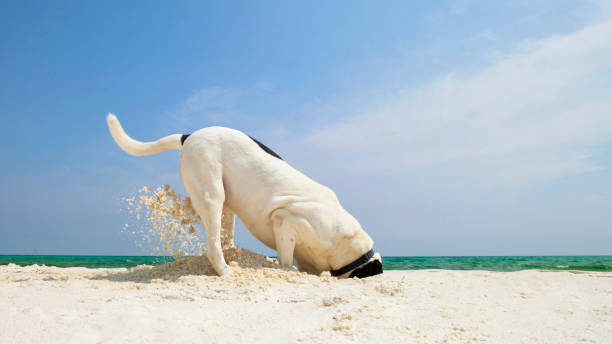 Dog Digging in Sand Mixed breed dog digging holes beach searching for crabs. Sandestin, Florida dog beach stock pictures, royalty-free photos & images