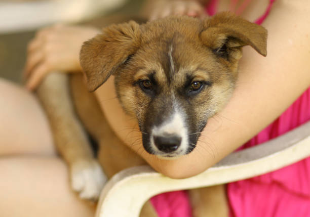 istock german shepherd puppy lay on green grass lawn with human hand 989733924