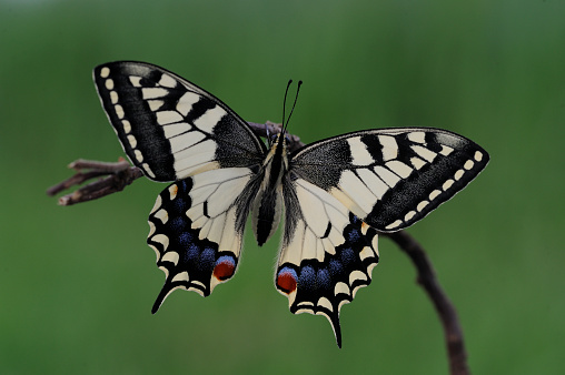 old world swallowtail (Papilio machaon)