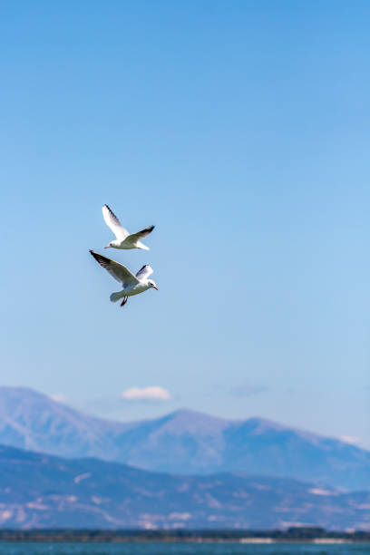istock Two gulls flying over Lake Kerkini, Greece 989742484