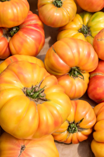 bio-heirloom tomaten - beefsteak tomato stock-fotos und bilder