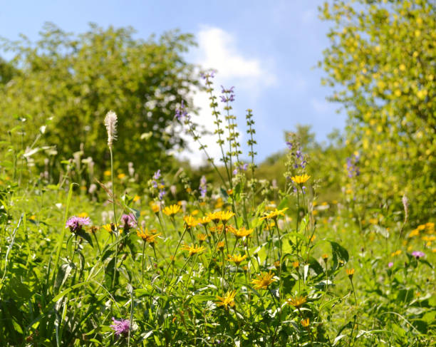 istock Beautiful summer flowering meadow in a forest. 989762806