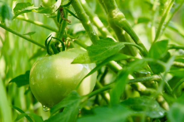 tomate verde en el primer plano de vid - unready fotografías e imágenes de stock