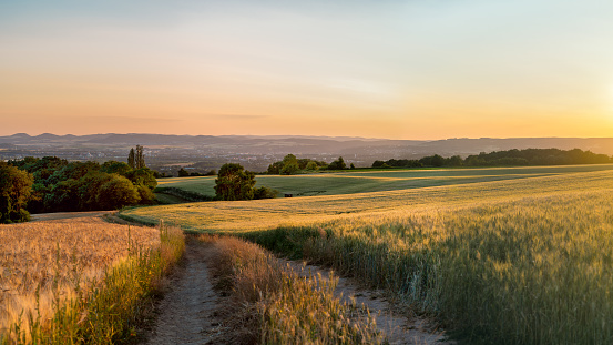 Panorama of the beautiful sunset in western Germany, a field of wheat with a dirt road, in the distance a small city.