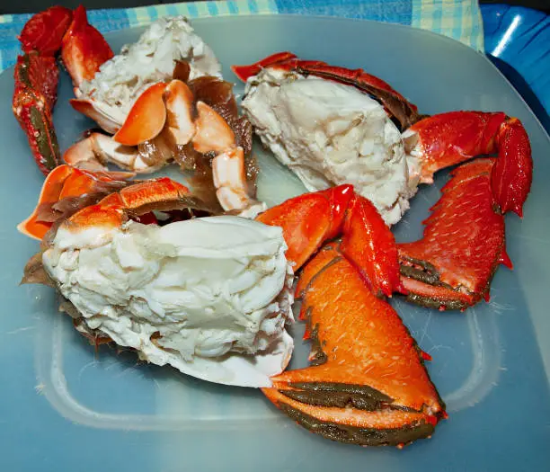 Spanner Crab (Ranina ranina) freshly caught and cooked ready for the dinner table. Also known as Red Frog Crab, Kona Crab, and Curacha crab. Queensland, Australia.