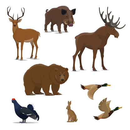Wild forest animal and bird isolated icon set for hunting sport design. Bear, duck and deer, reindeer, hare and elk, boar and black grouse symbol of carnivore, herbivore mammal and game bird