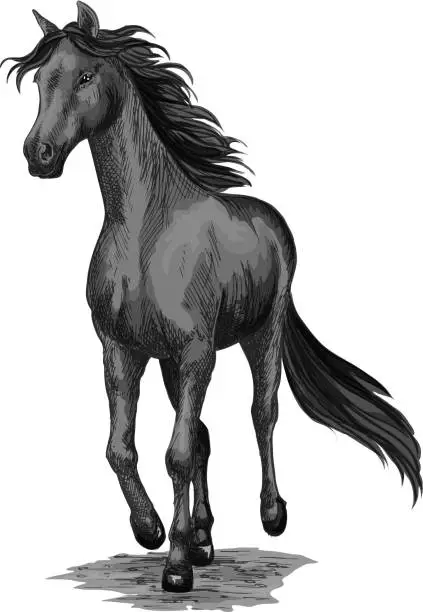 Vector illustration of Horse running sketch of galloping black stallion