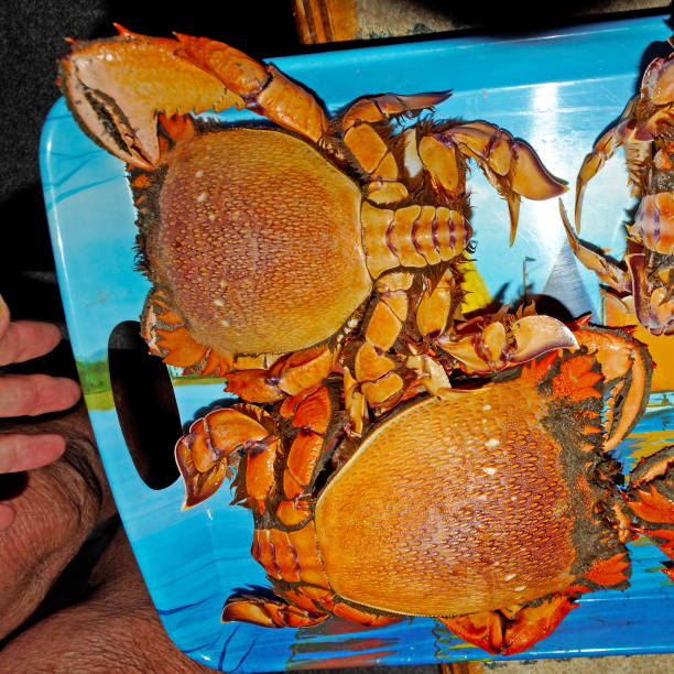 istock Spanner or Red Frog Crab. Ranina ranina. 989786794