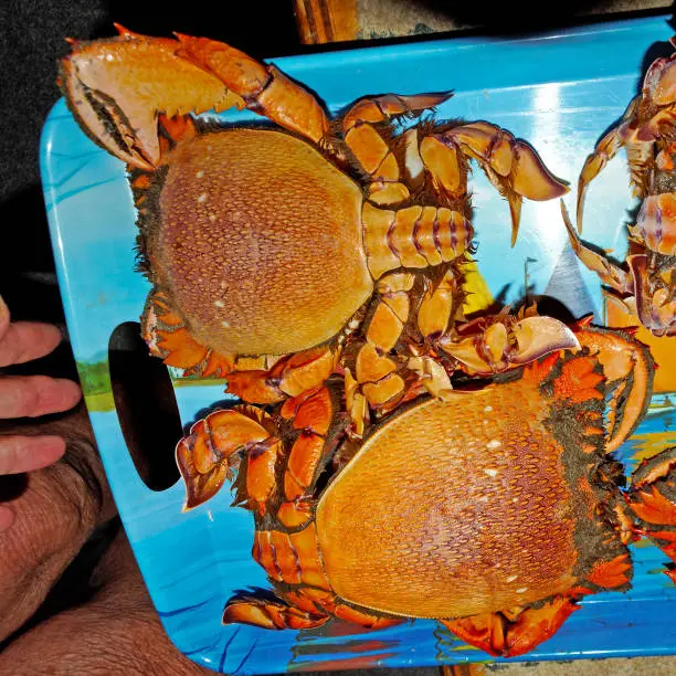Spanner Crab (Ranina ranina) raw freshly caught ready for the cooking pot. Also known as Red Frog Crab, Kona Crab, and Curacha crab. Queensland, Australia.