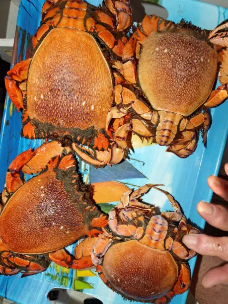 Spanner Crab (Ranina ranina) raw freshly caught ready for the cooking pot. Also known as Red Frog Crab, Kona Crab, and Curacha crab. Queensland, Australia.