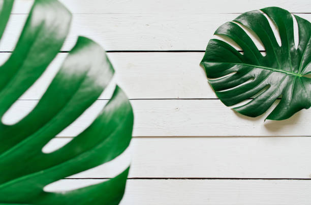 istock Monstera tropical leaves frame on white wooden planks background 989794416