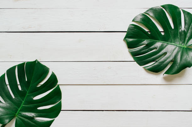 istock Monstera tropical leaves frame on white wooden planks background 989794418