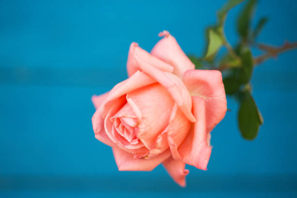 The Bulgarian Rose is one of the richest in antioxidants and bioflavonoids herbs on the planet. When visiting Bulgaria, it is common to see a variety of beauty products made with the country's special roses.