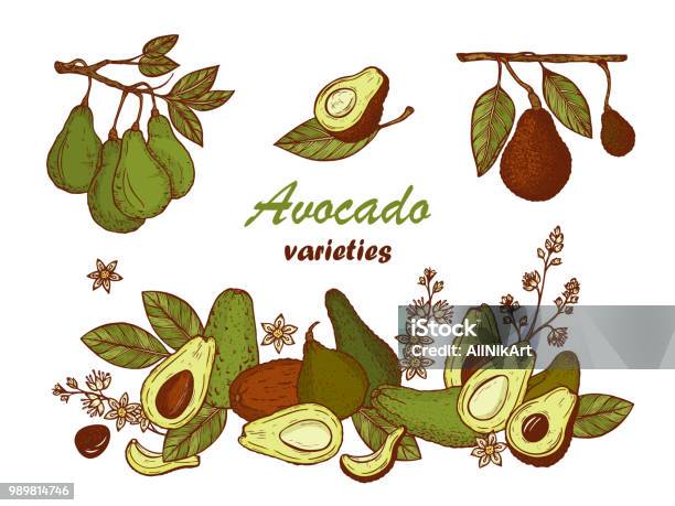 Avocadosortenvektor Festgelegt Hand Gezeichnet Verschiedene Arten Von Avocados California ...