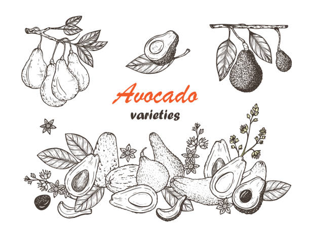 Avocado Varieties Vector set. Hand drawn Different types of Avocados. California tropical fruit. Food frame Avocado Varieties Vector set. Hand drawn Different types of Avocados. California tropical fruit. Food frame hass avocado stock illustrations