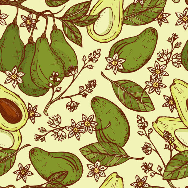 Hand drawn Avocados Vector Seamless pattern. Branches with leaves and fruit. Blossoming Avocado. Leaves, Flowers, Tropical Fruits. Floral background Hand drawn Avocados Vector Seamless pattern. Branches with leaves and fruit. Blossoming Avocado. Leaves, Flowers, Tropical Fruits. Floral background hass avocado stock illustrations