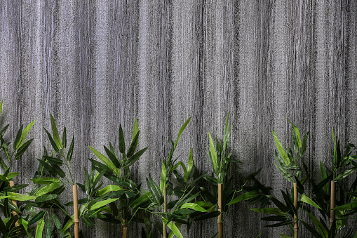 Bamboo tree with gray wall background