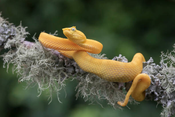 큰 식사를 먹는 후 이끼 덮여에 걸려 노란 속눈썹 바이퍼 뱀 (bothriechis schlegelii) - eyelash viper 뉴스 사진 이미지