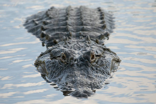 istock Large Male American Alligator in Evening light 989866028