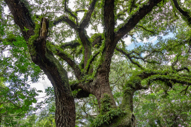 istock Southern live oak (Quercus virginiana) intertwined tree limbs, branches covered with resurrection fern (Pleopeltis polypodioides) in forest - Long Key Natural Area, Davie, Florida, USA 989877320