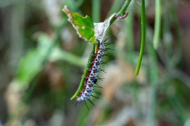 Closeup of a zebra longwing in caterpillar form on a plant stem