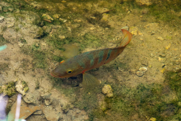 Mayan cichlid (Mayaheros urophthalmus) fish in canal - Long Key Natural Area, Davie, Florida, USA A Mayan cichlid swimming underwater cichlasomatinae stock pictures, royalty-free photos & images