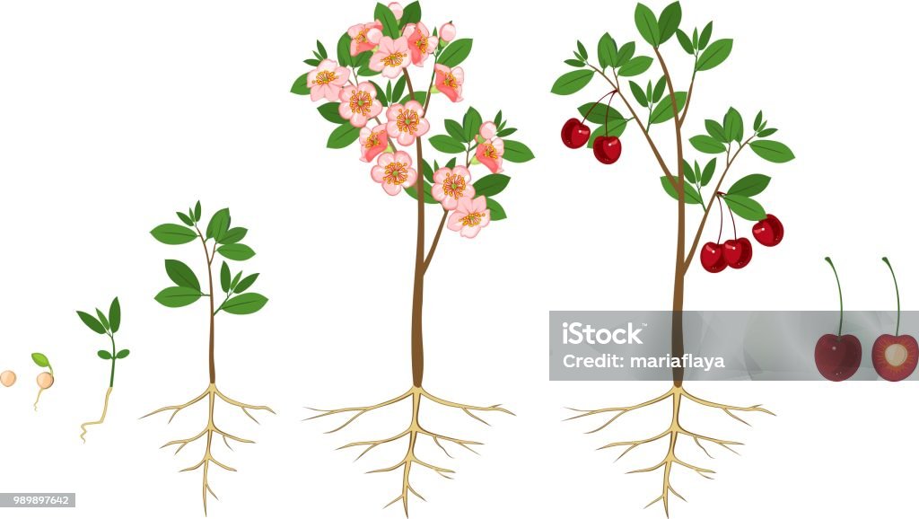 Root System Image Cherry Tree Cherry Tree Root System Photinia Red Robin Screening Trees