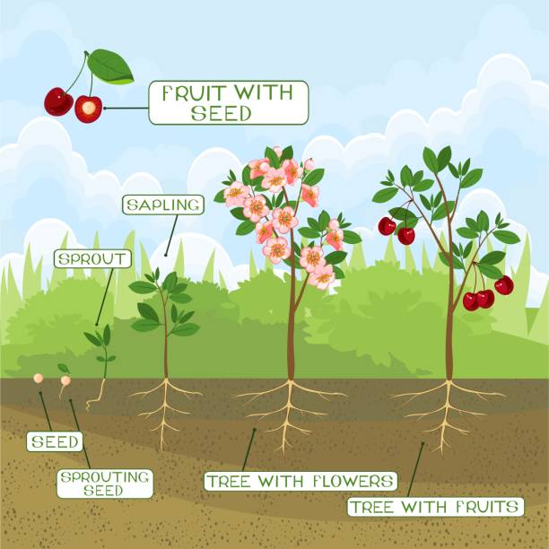 560+ Fruit Tree Life Cycle Stock Photos, Pictures & Royalty-Free Images ...