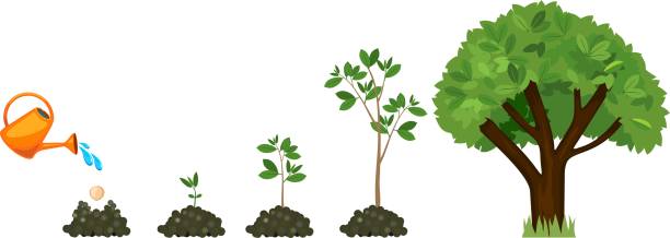 ilustraciones, imágenes clip art, dibujos animados e iconos de stock de etapas de crecimiento de un árbol de una semilla. ciclo de vida de un árbol: de semilla a árbol grande. regar las plantas - pimpollo