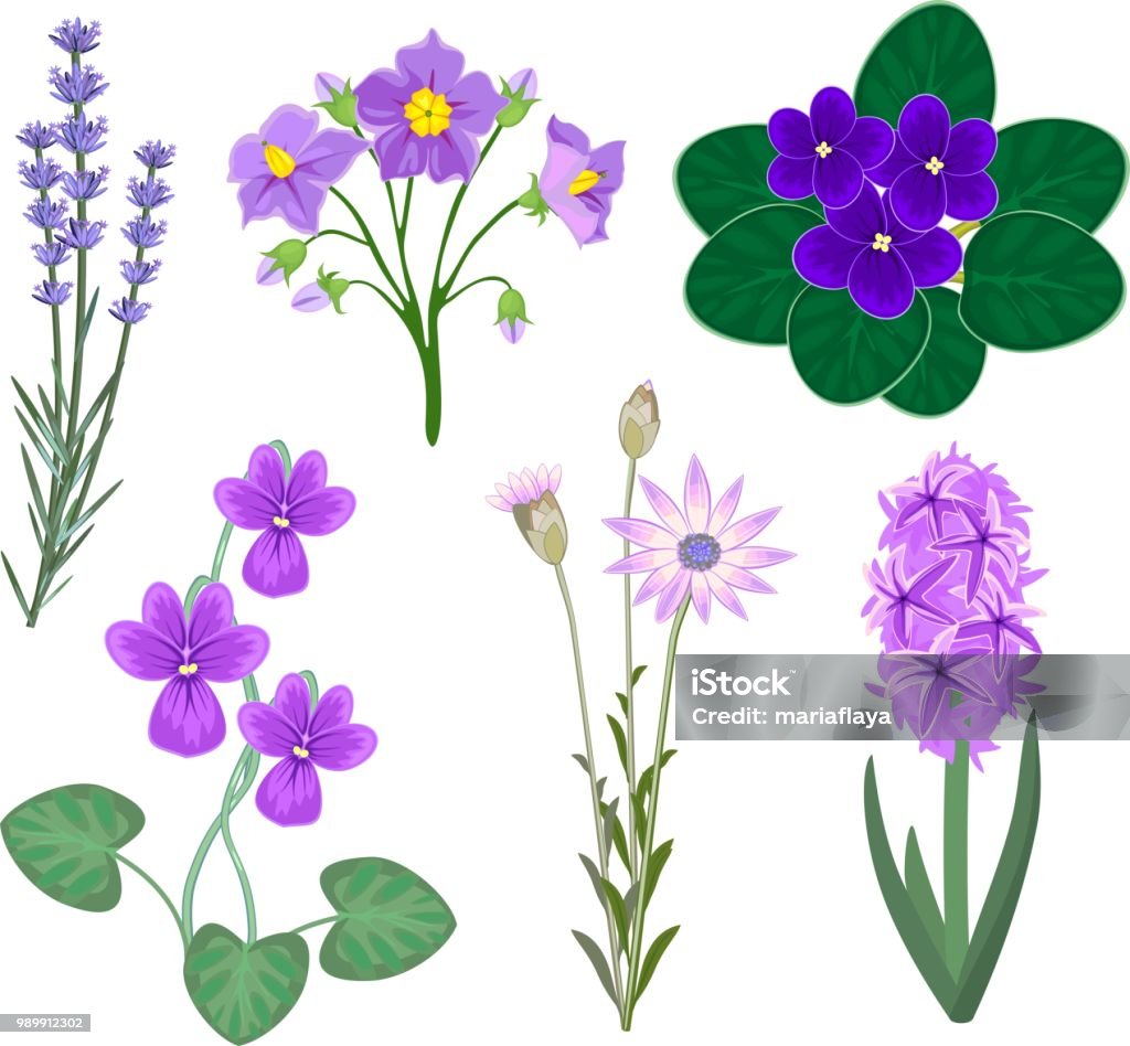 Vetores de Conjunto De Diferentes Plantas Com Flores Roxas Em Fundo Branco  e mais imagens de Violeta - Flor - iStock