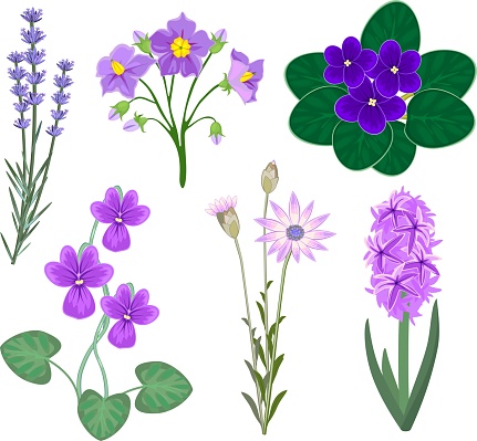 Set of different plants with purple flowers on white background