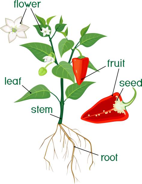 ilustrações de stock, clip art, desenhos animados e ícones de parts of plant. morphology of flowering bell pepper plant with title - green bell pepper illustrations