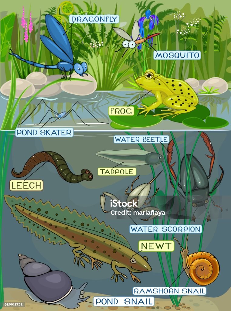 Écosystème de l’étang. Habitants de différents étangs avec titre - clipart vectoriel de Lac libre de droits