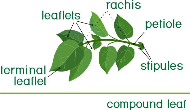 ilustraciones, imágenes clip art, dibujos animados e iconos de stock de estructura de hoja compuesta con título - morphology