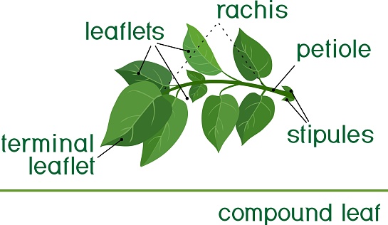 Structure of compound plant leaf with title