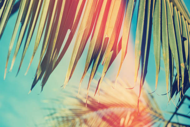 istock Palm leaves under blue sky. Vintage toned background. 989924164