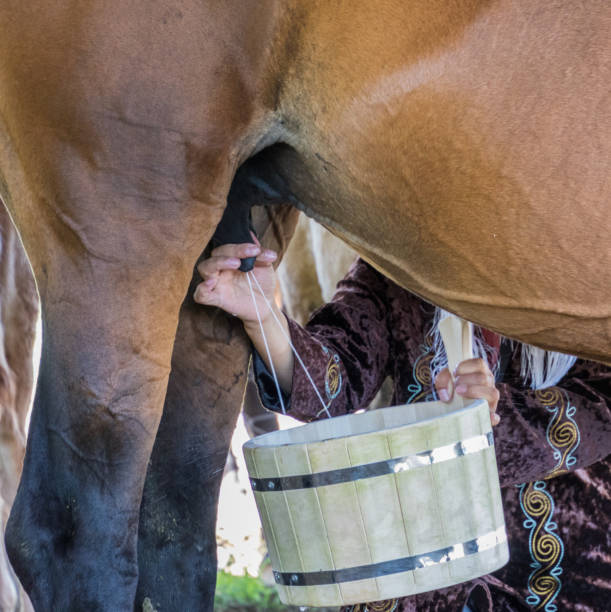istock Woman milks a horse 989936816
