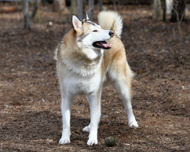 istock Golden Husky Puppy Playing in the Park 989940278