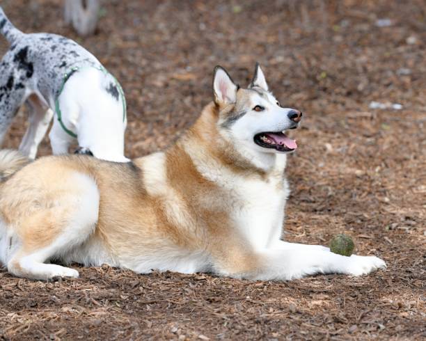 istock Golden Husky Puppy Playing in the Park 989940458