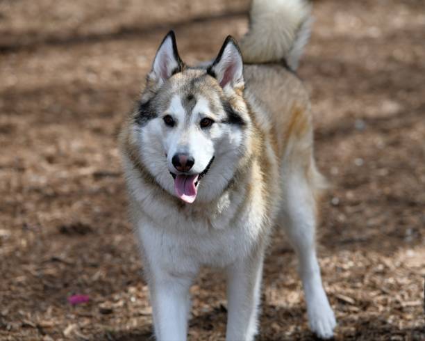 istock Golden Husky Puppy Playing in the Park 989940736