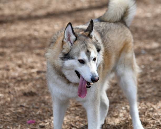 istock Golden Husky Puppy Playing in the Park 989940744